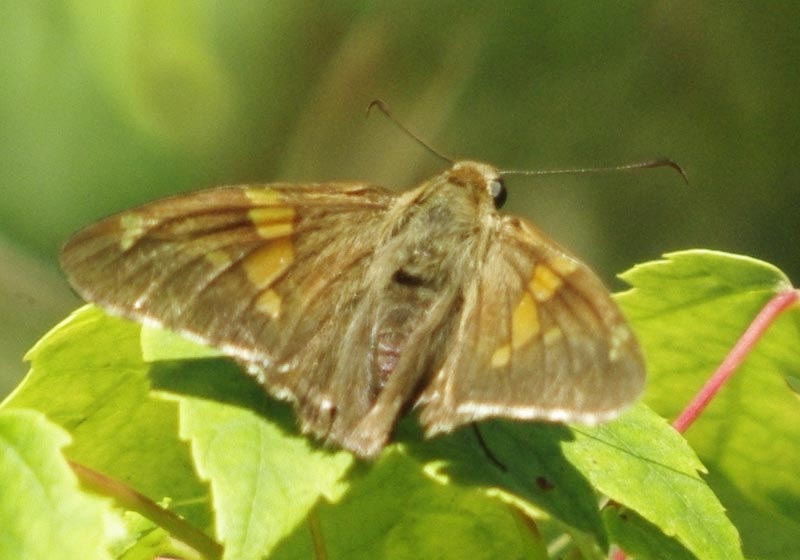 Silver-spotted skipper