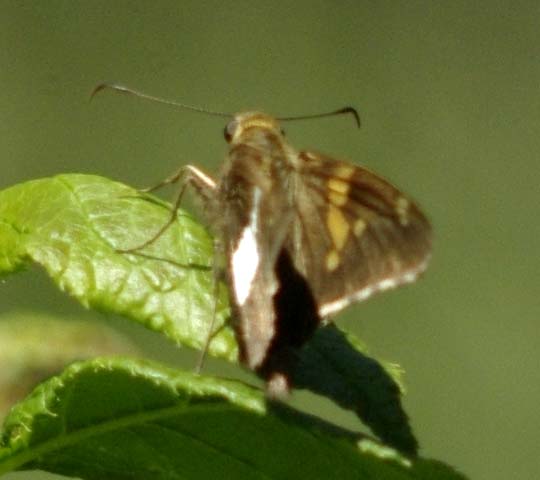 Silver spotted skipper