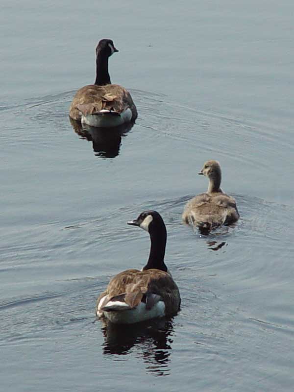 Adolescent Canada goose and family