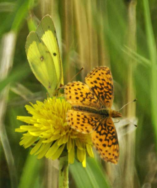 Meadow fritillary and clouded sulphur share space