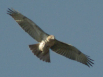 Red-tailed hawk