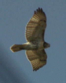 Red-tailed hawk
