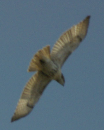 Red-tailed hawk