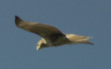 Red-tailed hawk