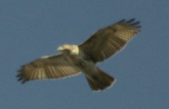 Red-tailed hawk