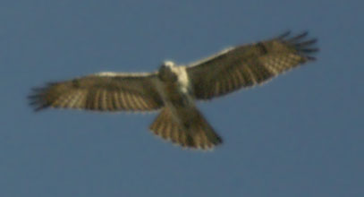 Red-tailed hawk