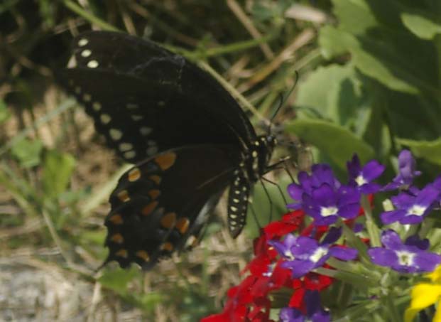 Spicebush swallowtail, wings folded