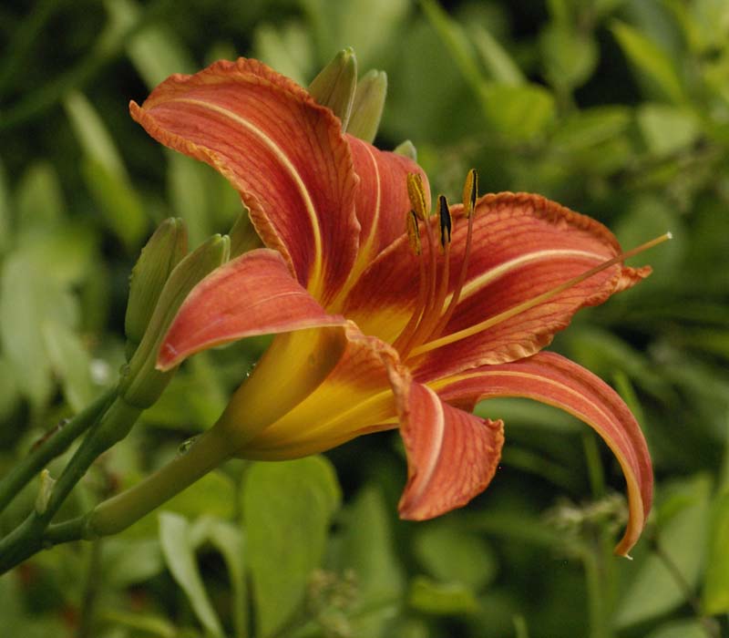 tiger lily flower meaning. Tiger+lily+flower