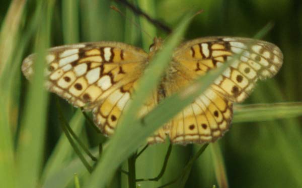 Variegated fritillary
