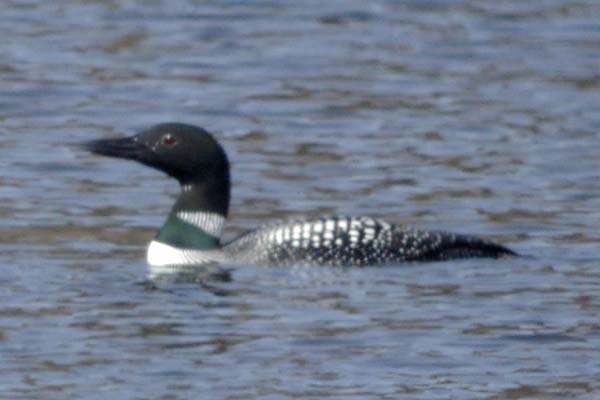 common loon images. Common loon