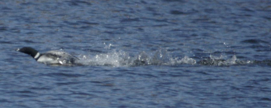 Common loon running