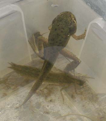 A tadpole well under way to becoming a frog