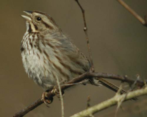 Song sparrow singing