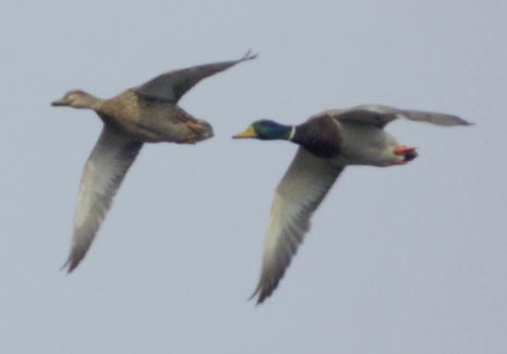 Mallard couple flying