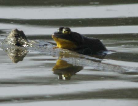 Bullfrog