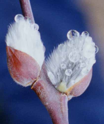 Pussy willow