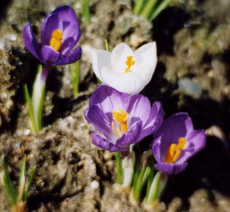 Crocus, purple and white