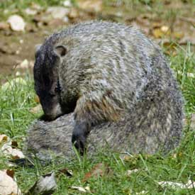 Bronty demonstrating groundhog cleaning