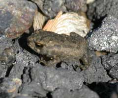An Amerian toadlet