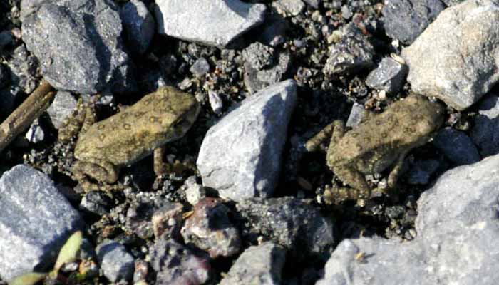 Closeup of two American toadlets