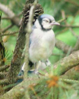 Blue jay fledgling