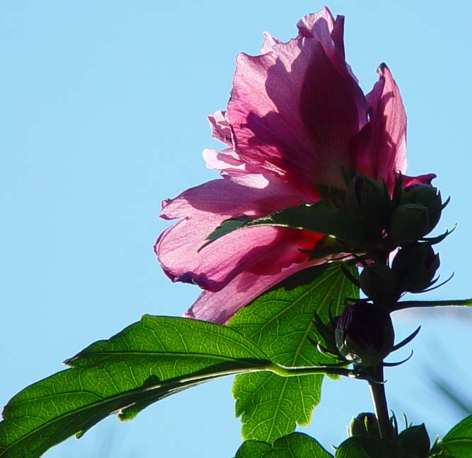 rose of sharon