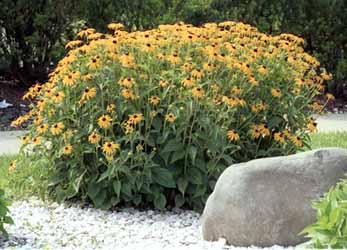 Black-eyed Susans