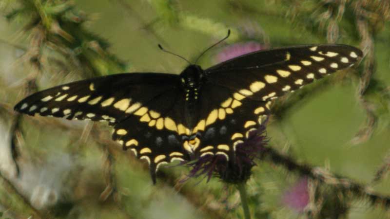 Black swallowtail, wings open