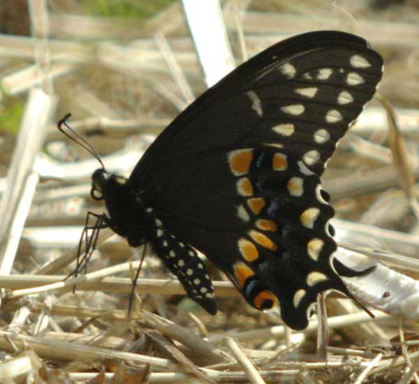 Black swallowtail, wings closed