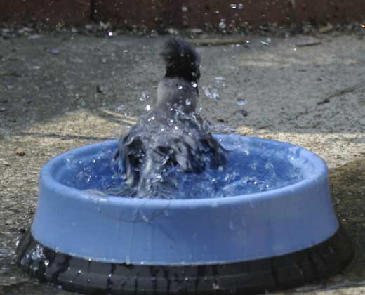 Blue jay splash