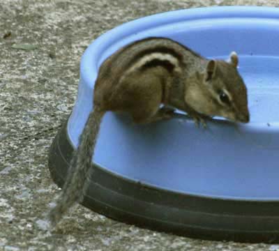 Eastern chipmunk and blue bowl
