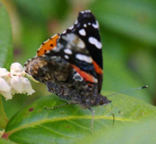 perched Red Admiral