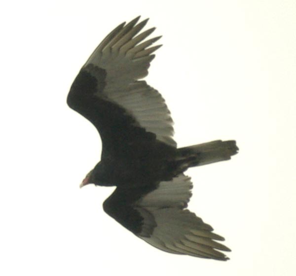 Turkey vulture