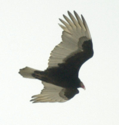 Turkey vulture