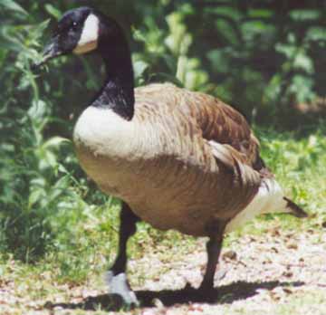 Canada Goose