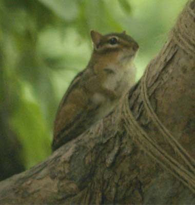 Chipmunk on tree trunk