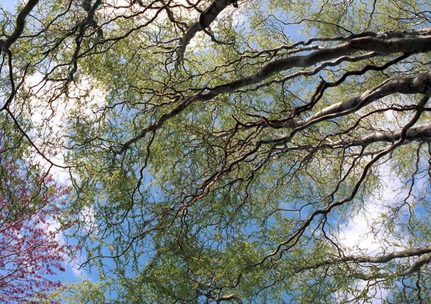 A relaxing corkscrew willow