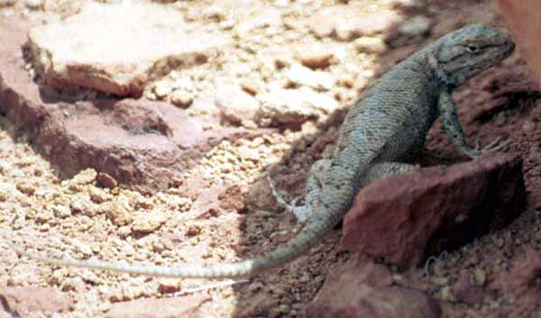A large northern plateau lizard, toward the bottom of the trail