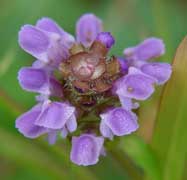 Click for larger version