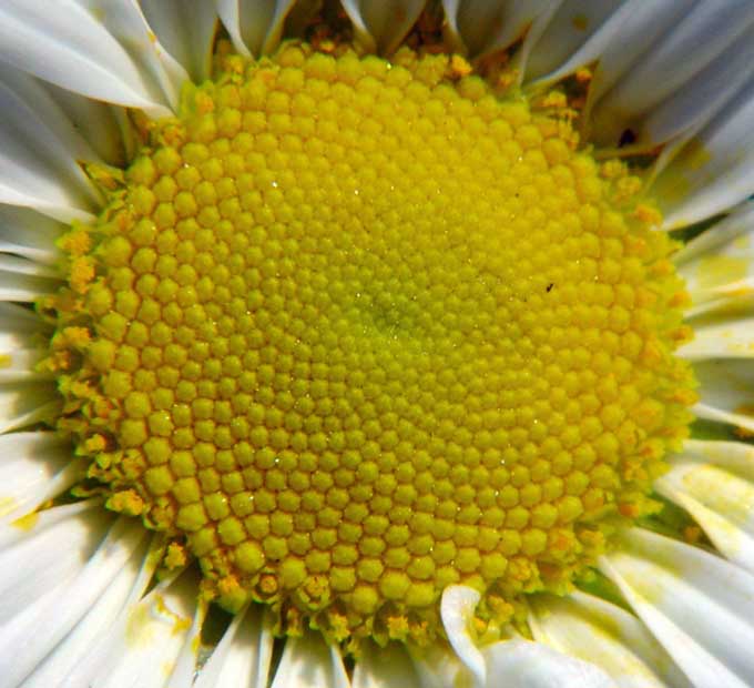 Daisy heart