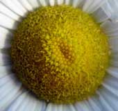 Click for larger version