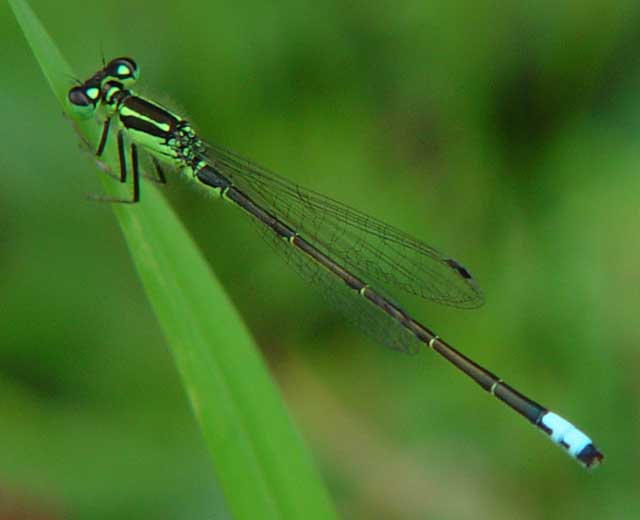 Green damselfly