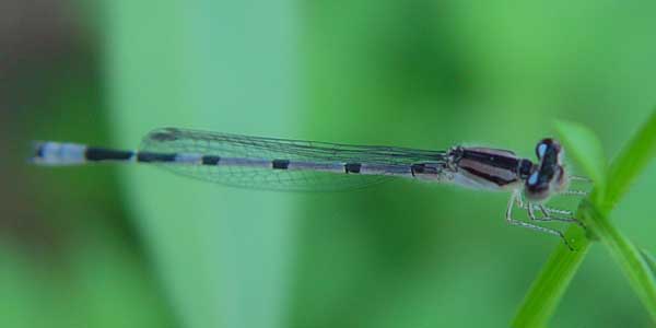 Violet damselfly