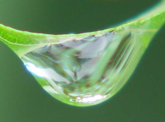 Dewdrop on corkscrew willow