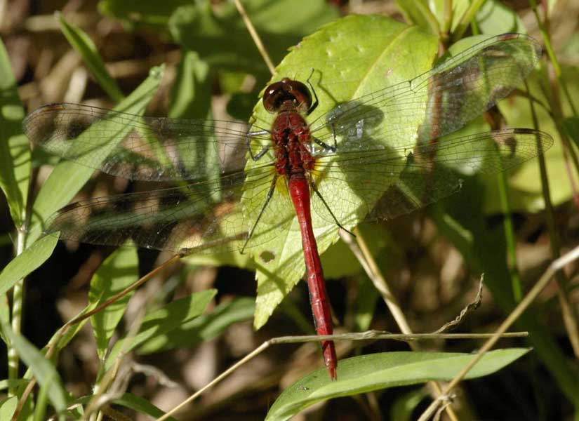 Red dragonfly, probably a meadowhawk
