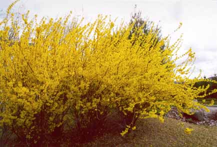 Forsythia