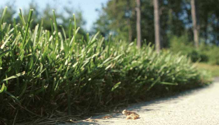 Toad before a wall of grass