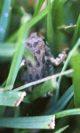 Toad climbing up grass