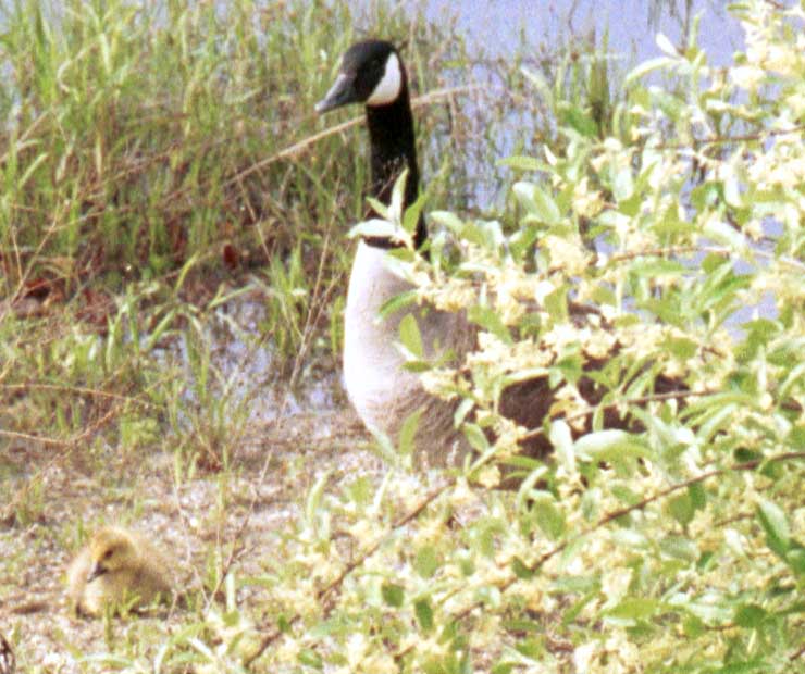 Gosling and parent
