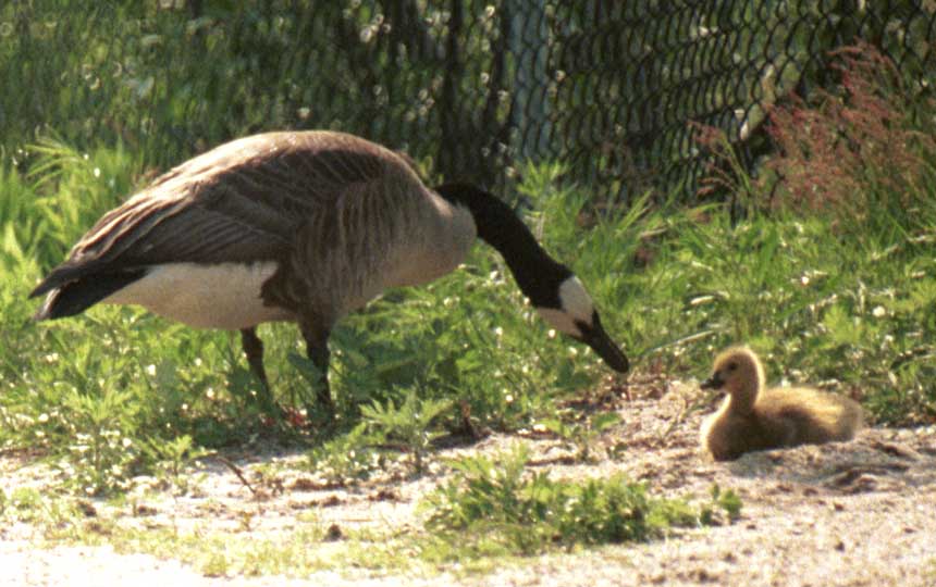 Goose and gosling